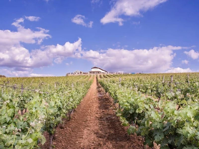 Blick auf das Weingut in der Umgebung von Ronda, Spanien