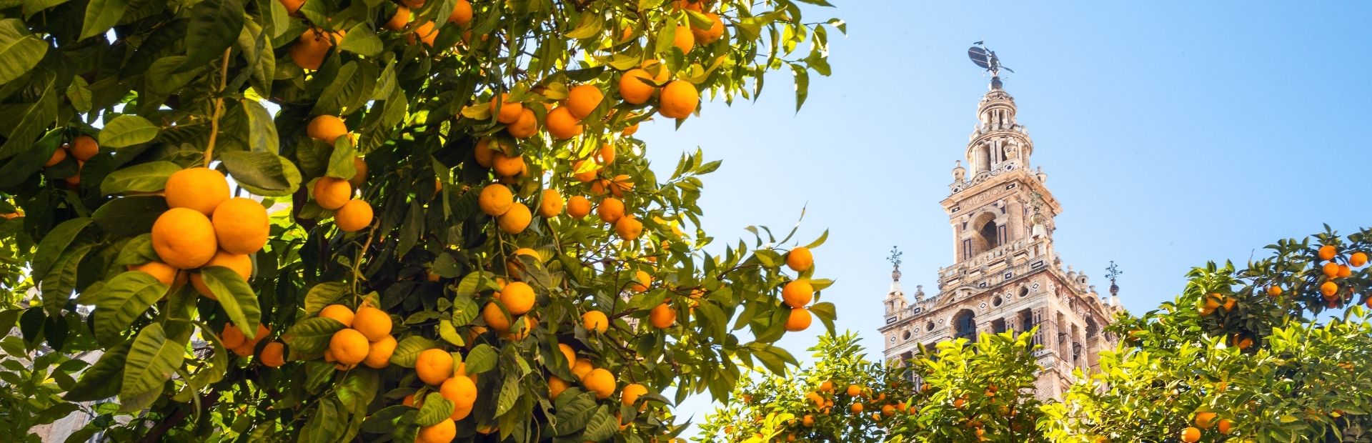 Orangenbaum in Sevilla, Spanien