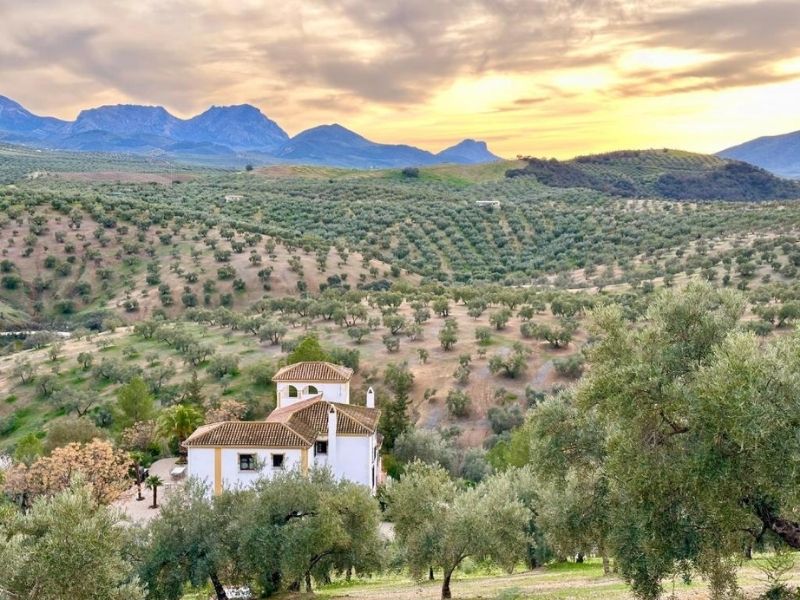 Olivenölregion in Spanien