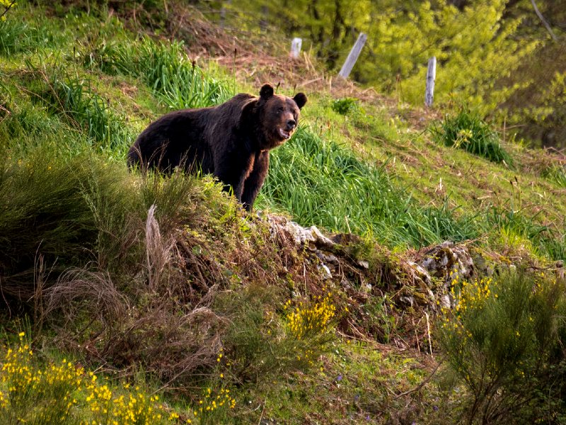 Braunbär im Somiedo Nationalpark, Spanien