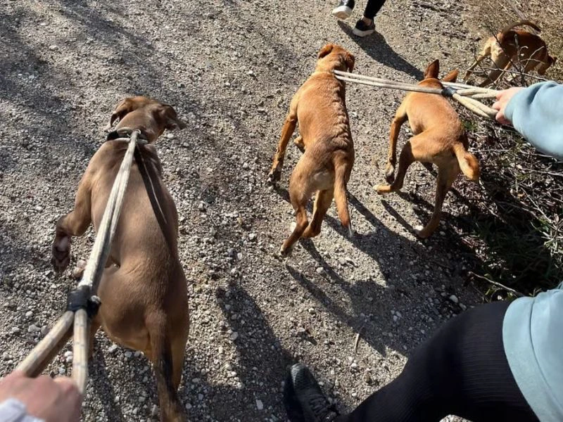 Frau führt Hunde aus dem Tierheim aus, Costa del Sol, Spanien
