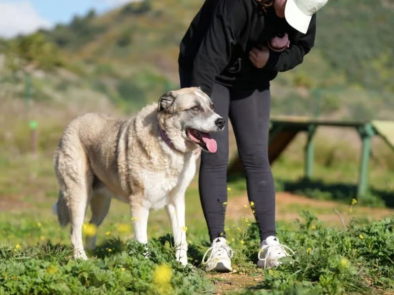 Frau führt Hund aus dem Tierheim aus, Costa del Sol, Spanien