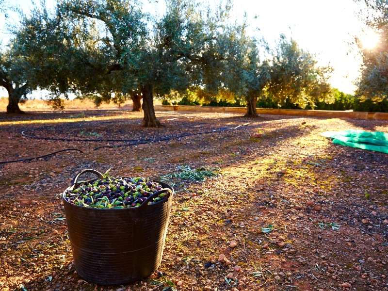 gesammelte Oliven im Eimer, im Hintergrund Olivenhain, Spanien