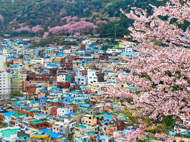 Bunte Häuser und Kirschblüte in Busan, Südkorea