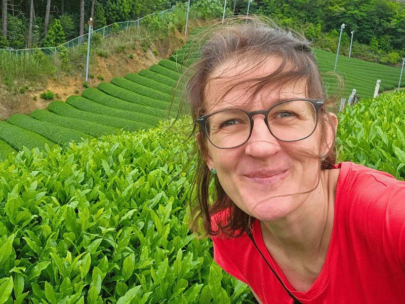 Reisende in einer grünen Teeplantage in Südkorea