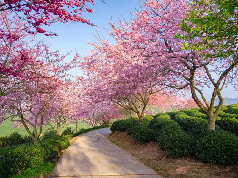 Kirschblüte in einem Park in Südkorea