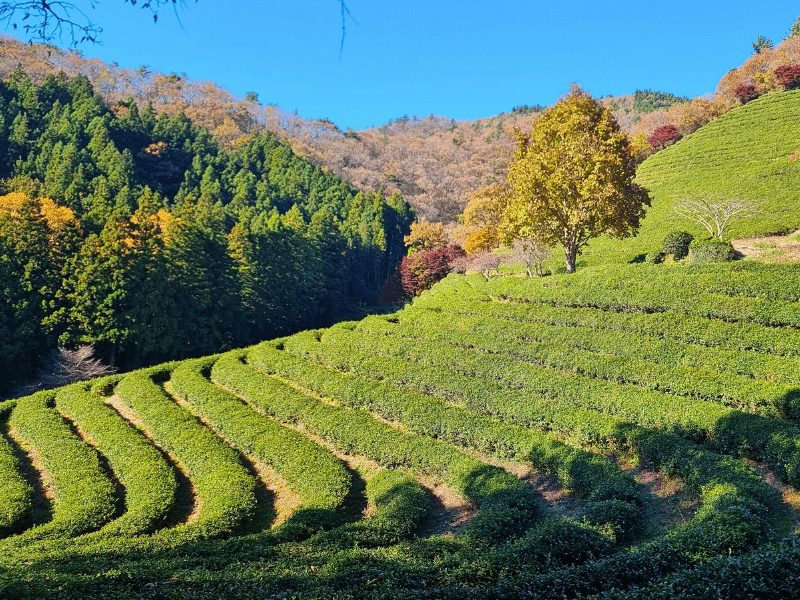 Grüne Teeplantage in Boseong in Südkorea
