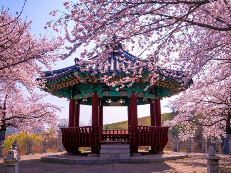 Kirschblüte in einem Park mit Pavilion auf Jeju, Südkorea