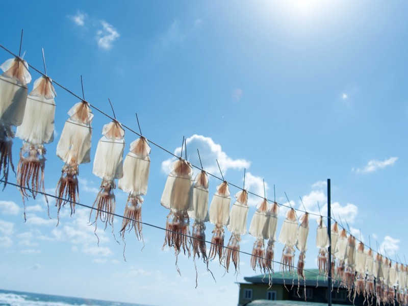 Zum Trocknen aufgehängter Squid an der Küste von Jeju, Südkorea