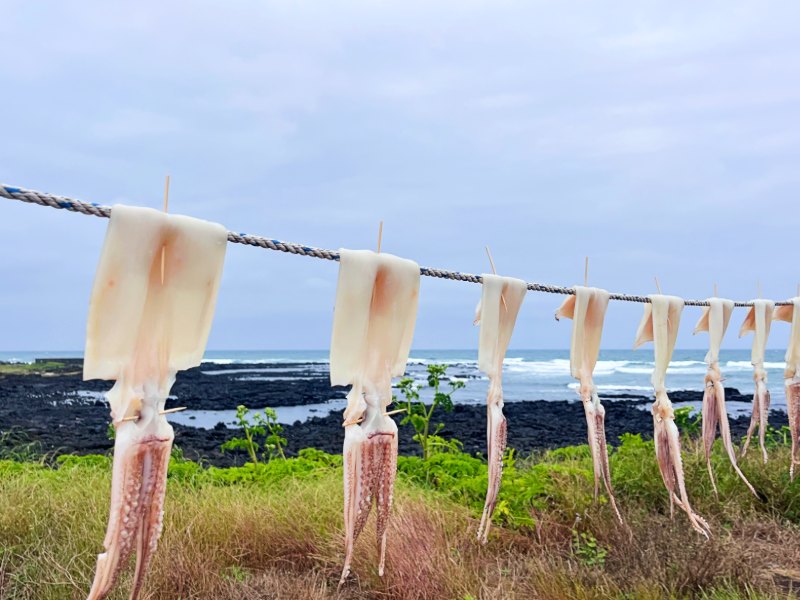 Zum Trocknen aufgehängter Squid an der Küste von Jeju, Südkorea
