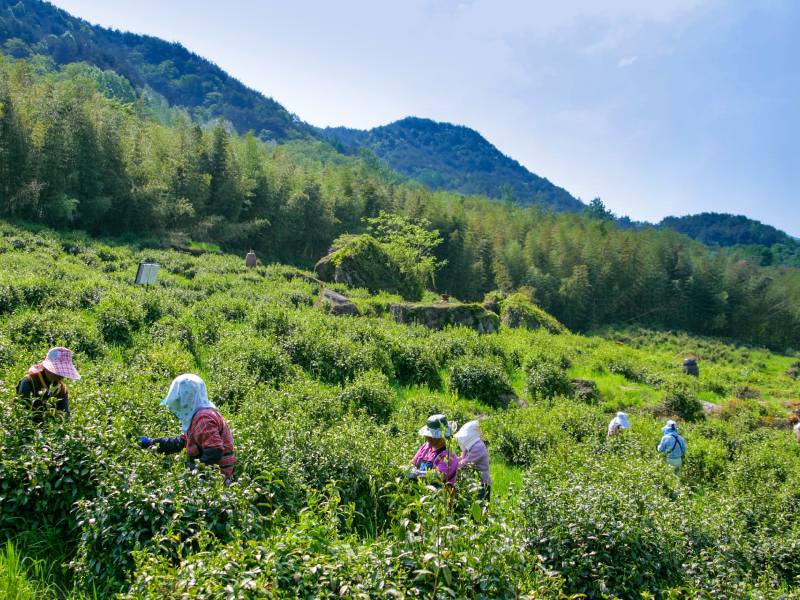 Koreane beim Arbeiten auf einer Teeplantage in Südkorea
