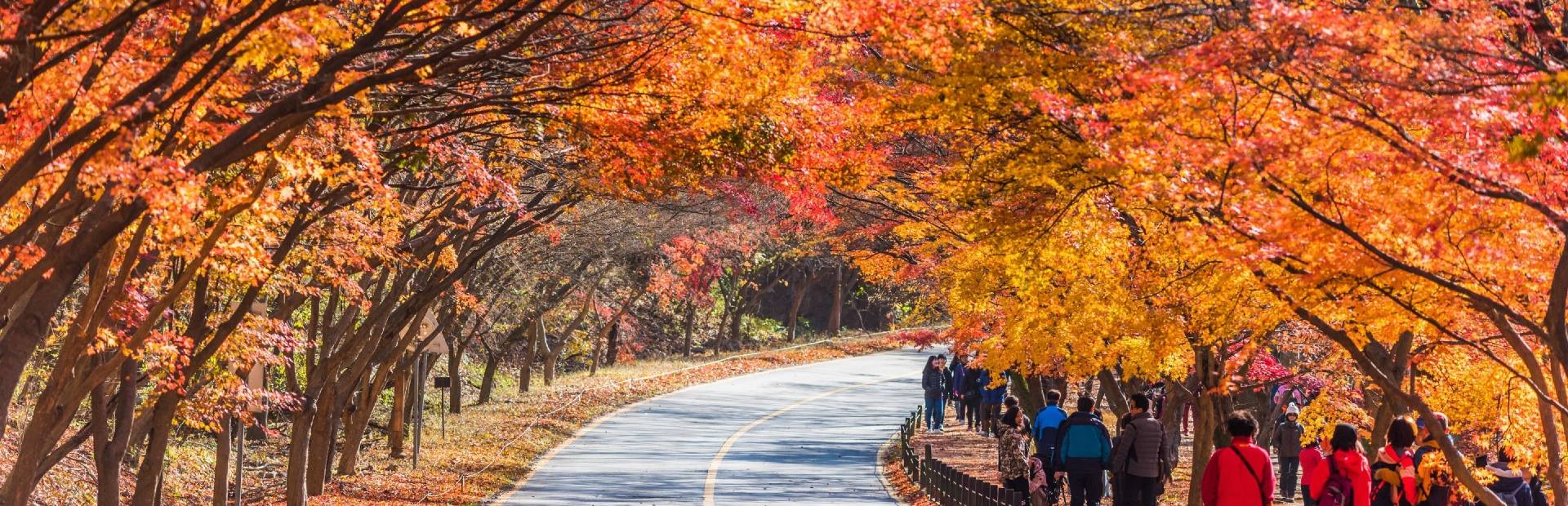 Straße mit bunt gefärbten Bäumen in Südkorea
