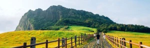 Grüne Landschaft an der Steilküste auf Jeju, Südkorea